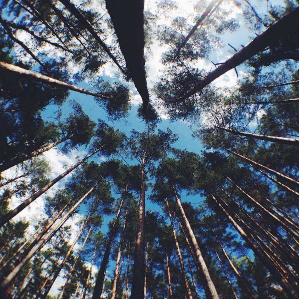 Picture of Lux Natura