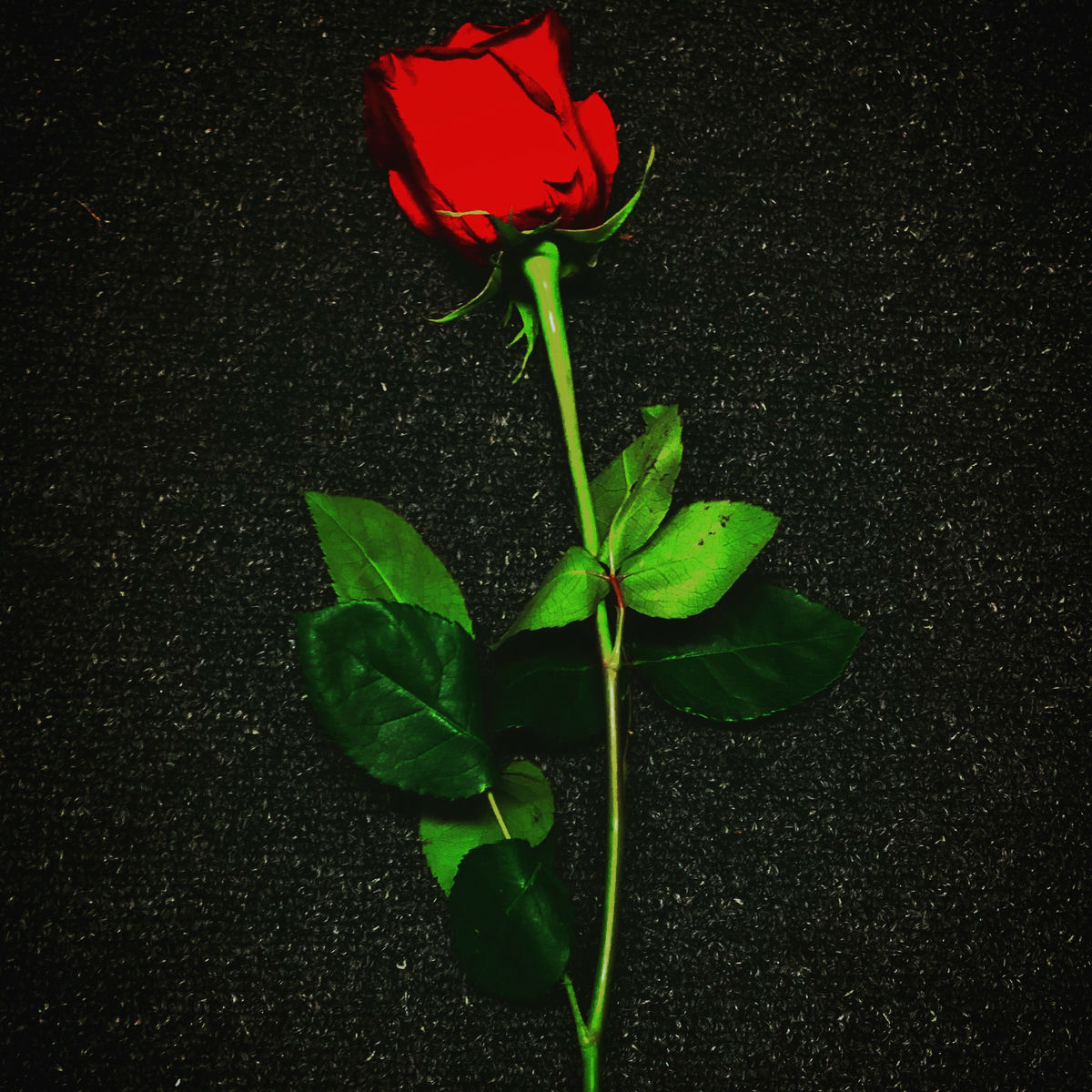 Artist picture of Jay Rose