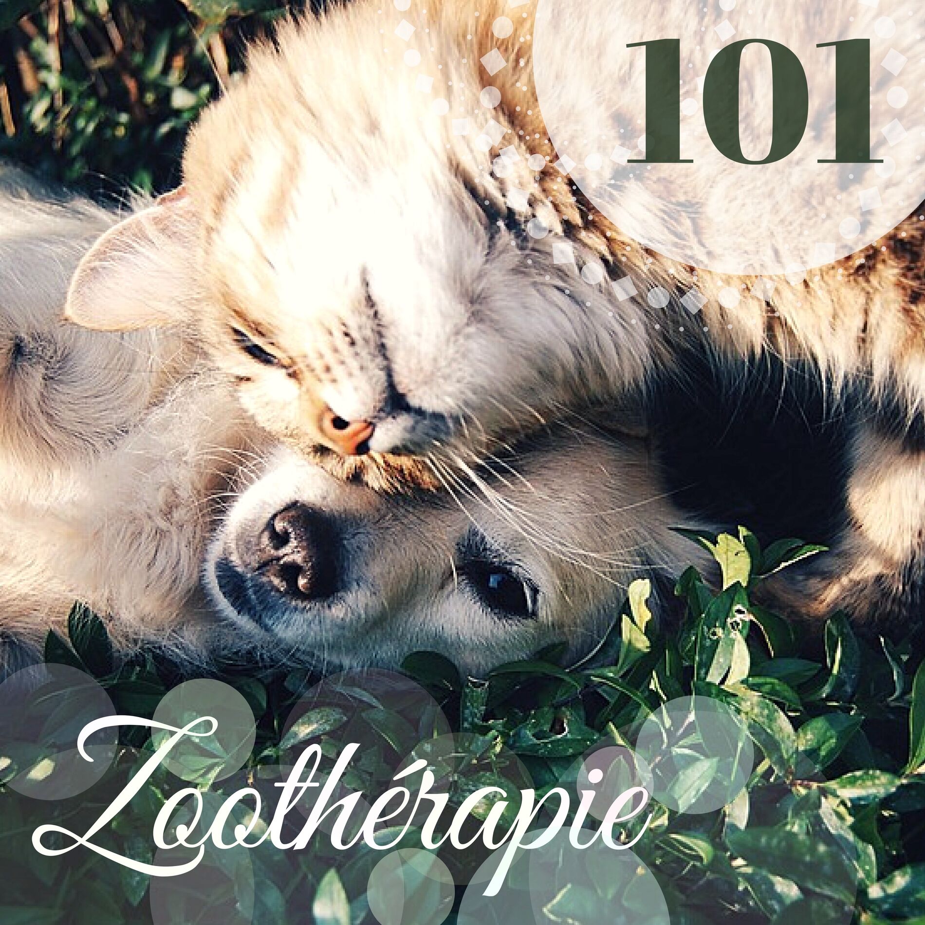 Les Animaux & Musique Relaxante Univers