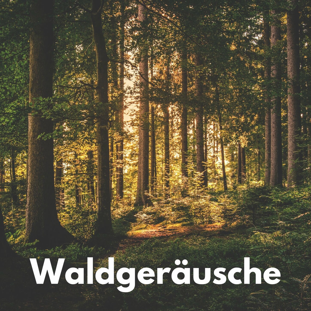Artist picture of Vogelgezwitscher