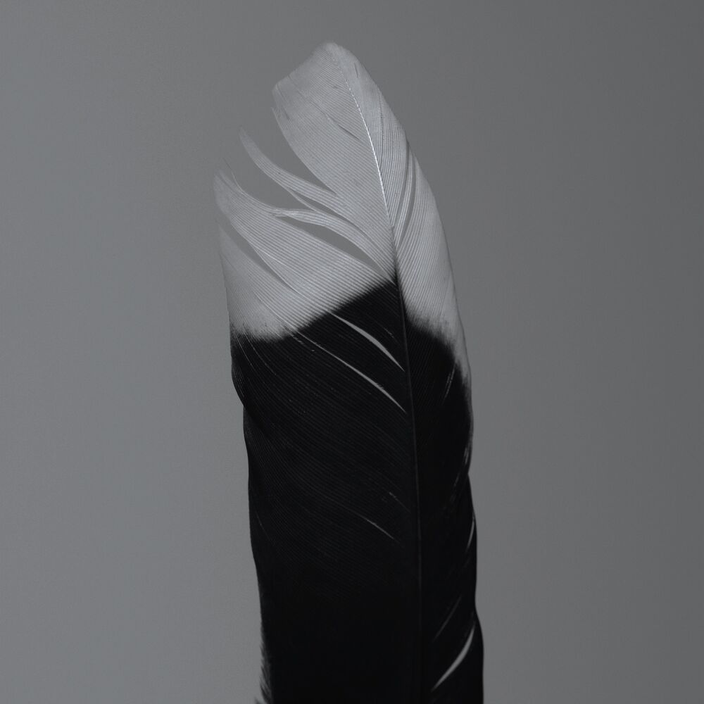 Picture of TRVSTFALL