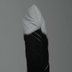 Picture of TRVSTFALL