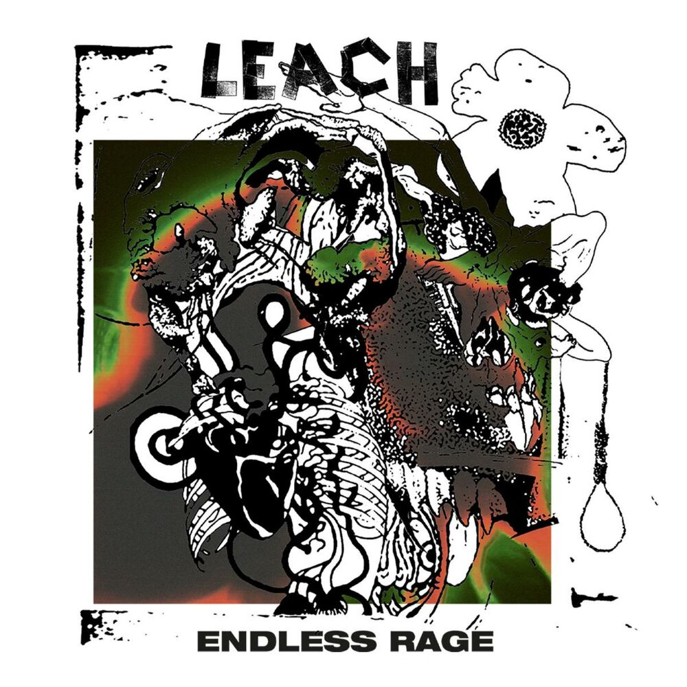 Picture of Leach
