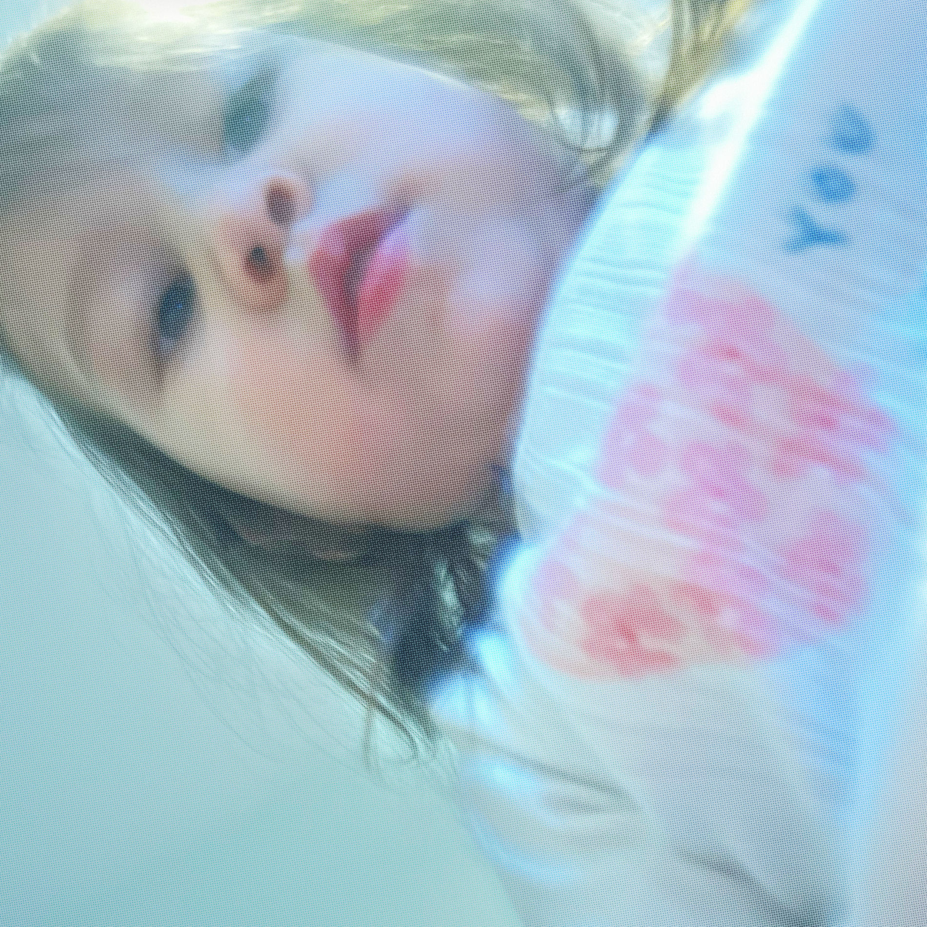 Artist picture of Panchiko