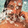 Image of Francois & The Atlas Mountains