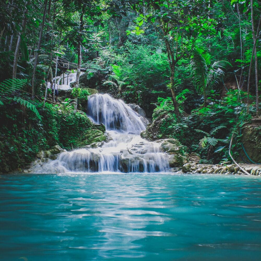 Picture of Amazon Jungle Sounds