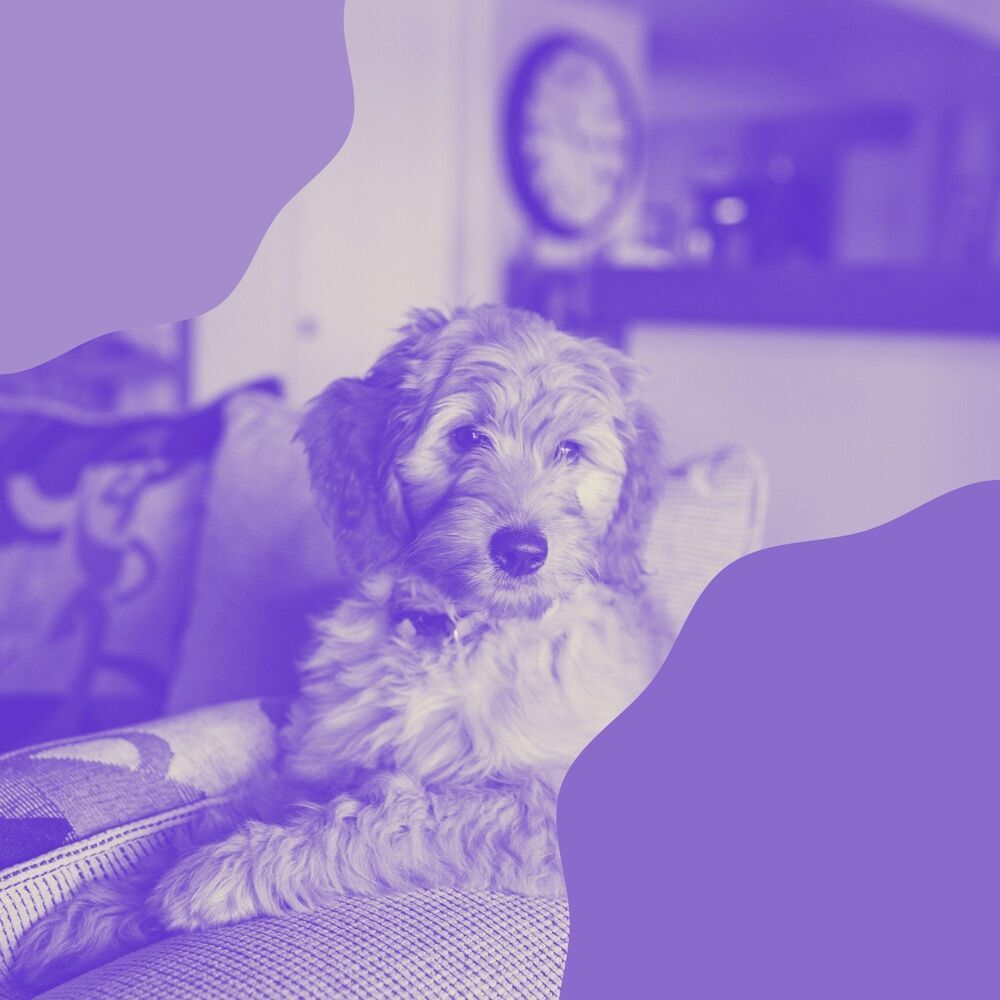 Picture of Calm Relaxing Dog Music