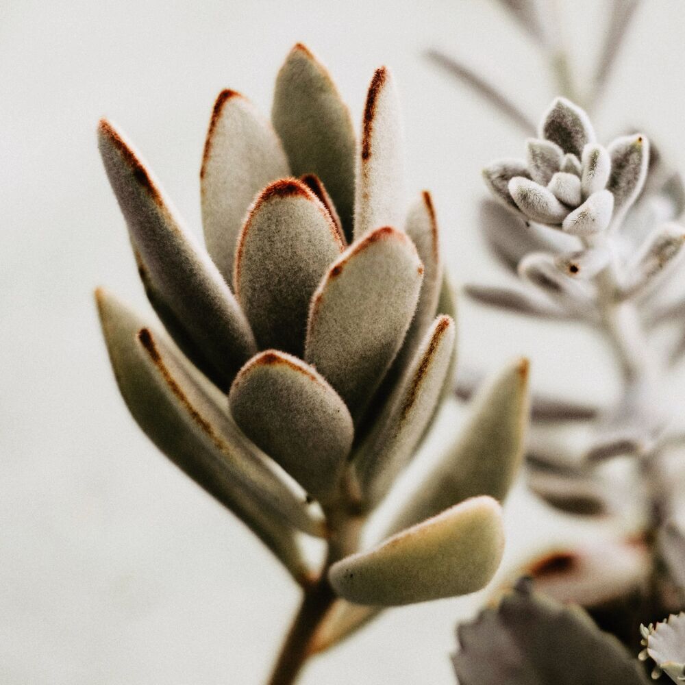 Picture of 50 Meditation Sounds for Stress Relief