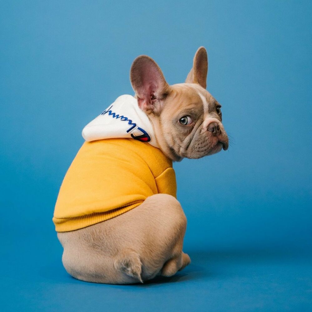 Picture of Lofi Dog Oasis: Elevating Harmony with Your Furry Friend
