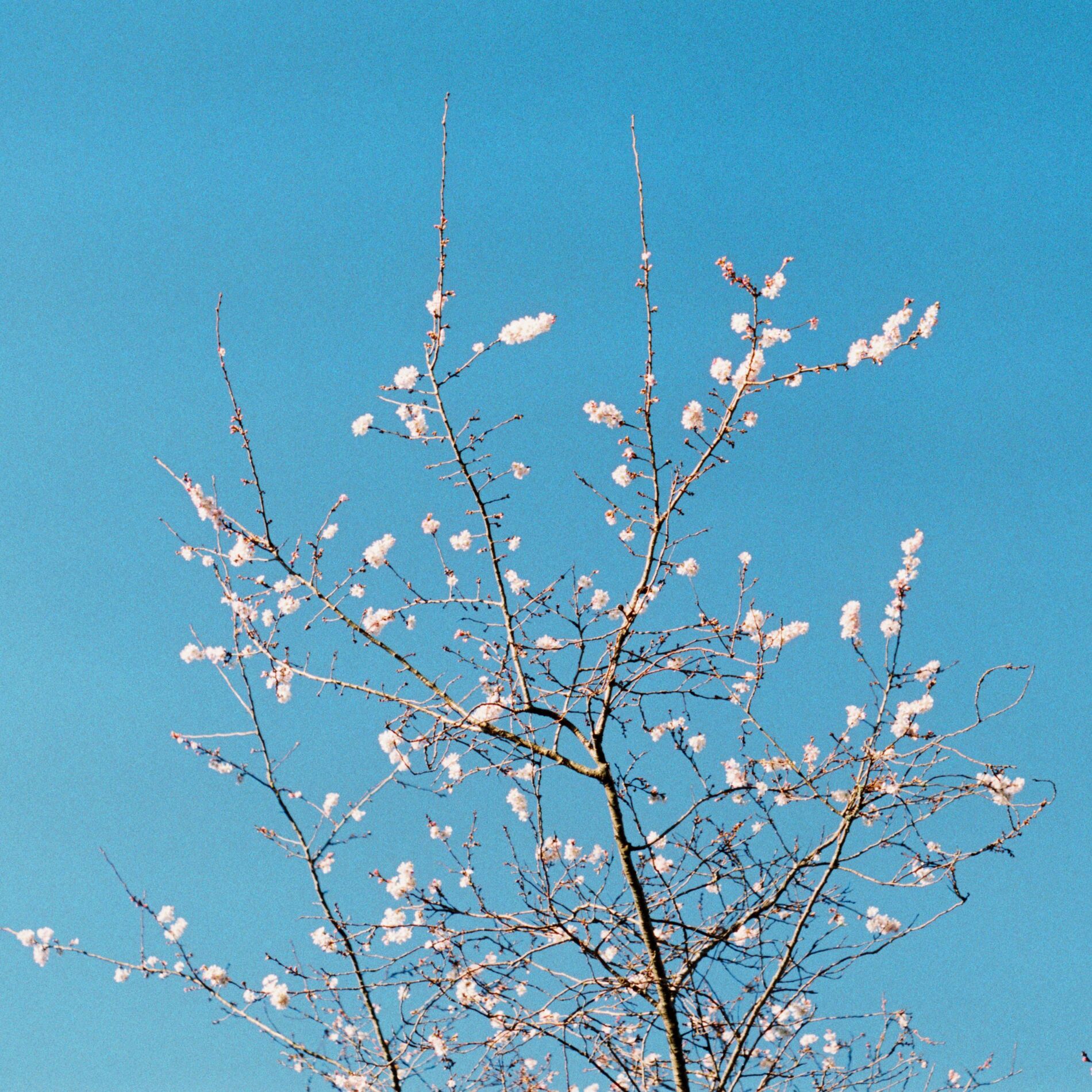 Album cover of Romanticising