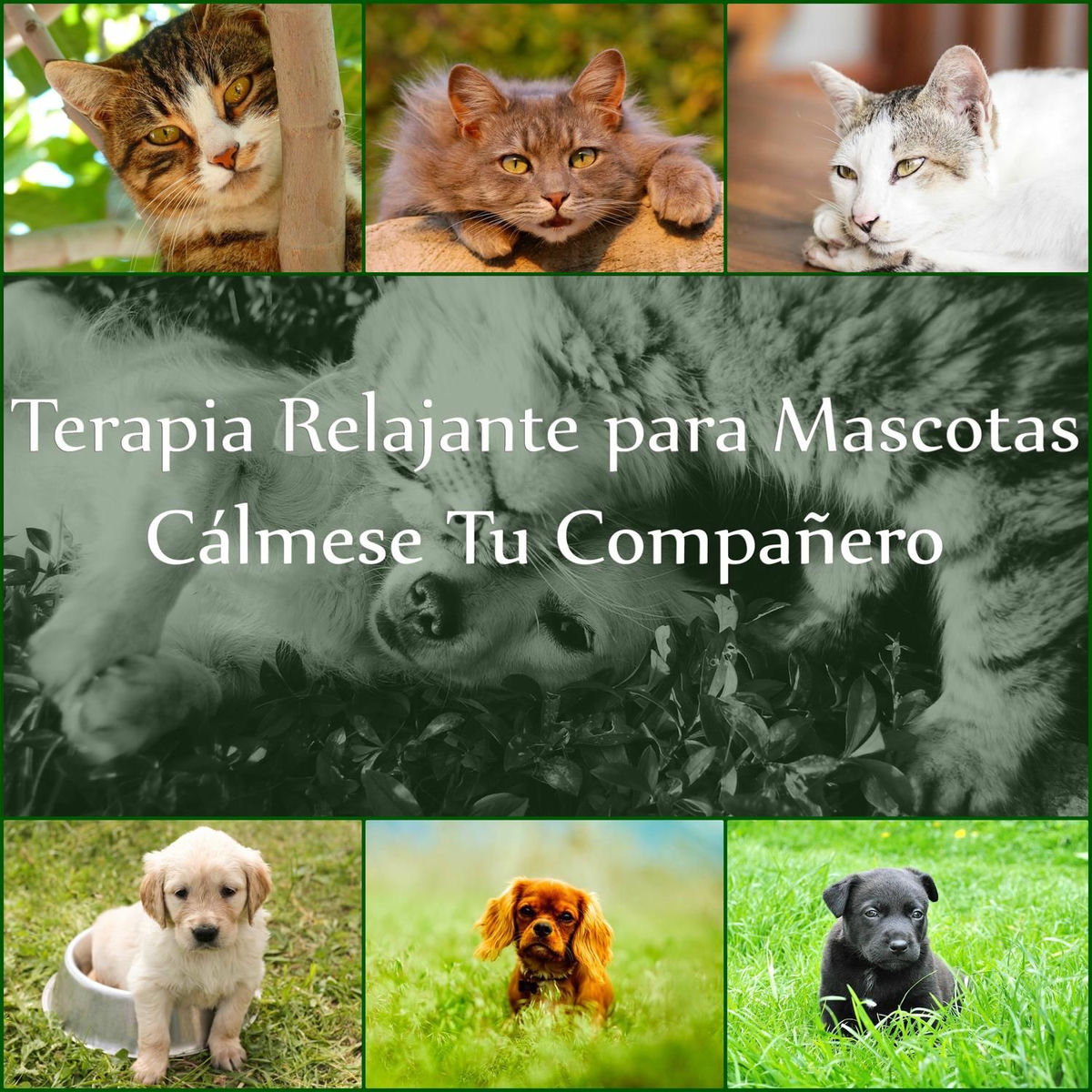 Album cover of Terapia Relajante para Mascotas: Cálmese Tu Compañero, Música de Piano Suave con Sonidos de la Naturaleza, Terapia de Música para 
