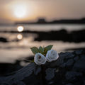 WHERE ROSES WEEP