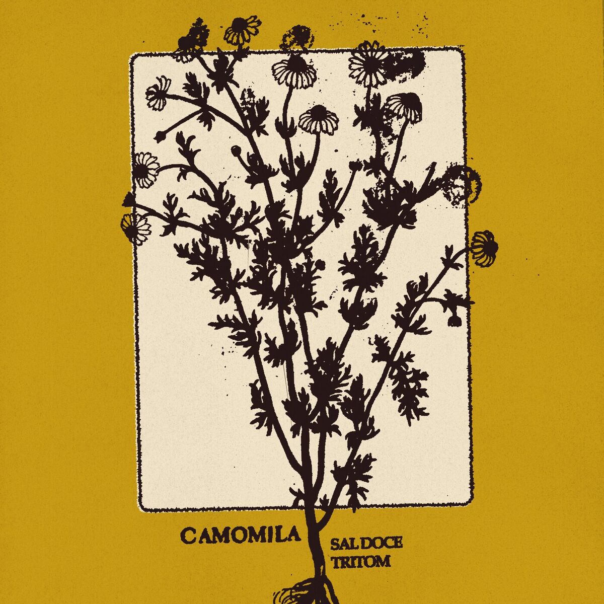 Album cover of Camomila