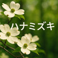 Hana Mizuki (Cover) [Instrumental Ver.]
