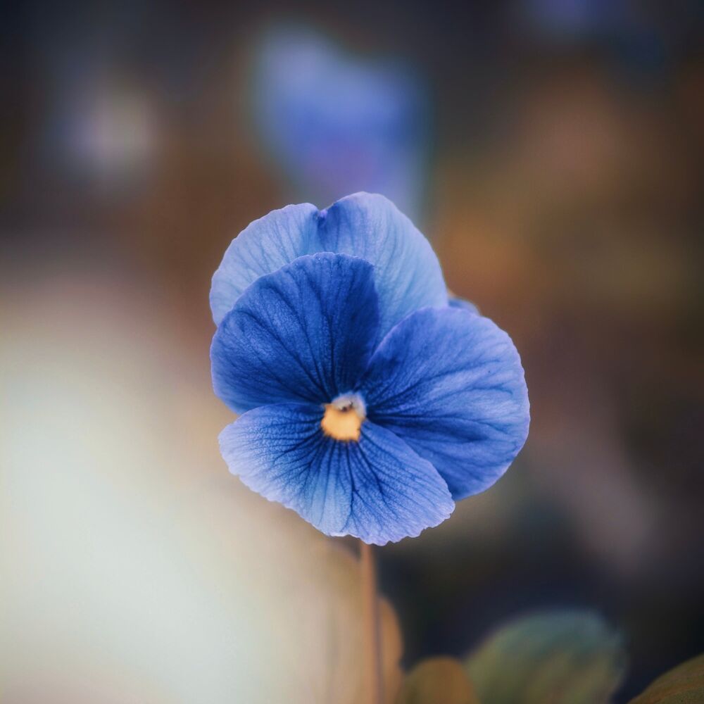 Picture of Beautiful Things