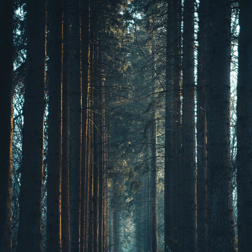 Peaceful White Noise by Nature Rain Sound to Sleep - 95 BPM