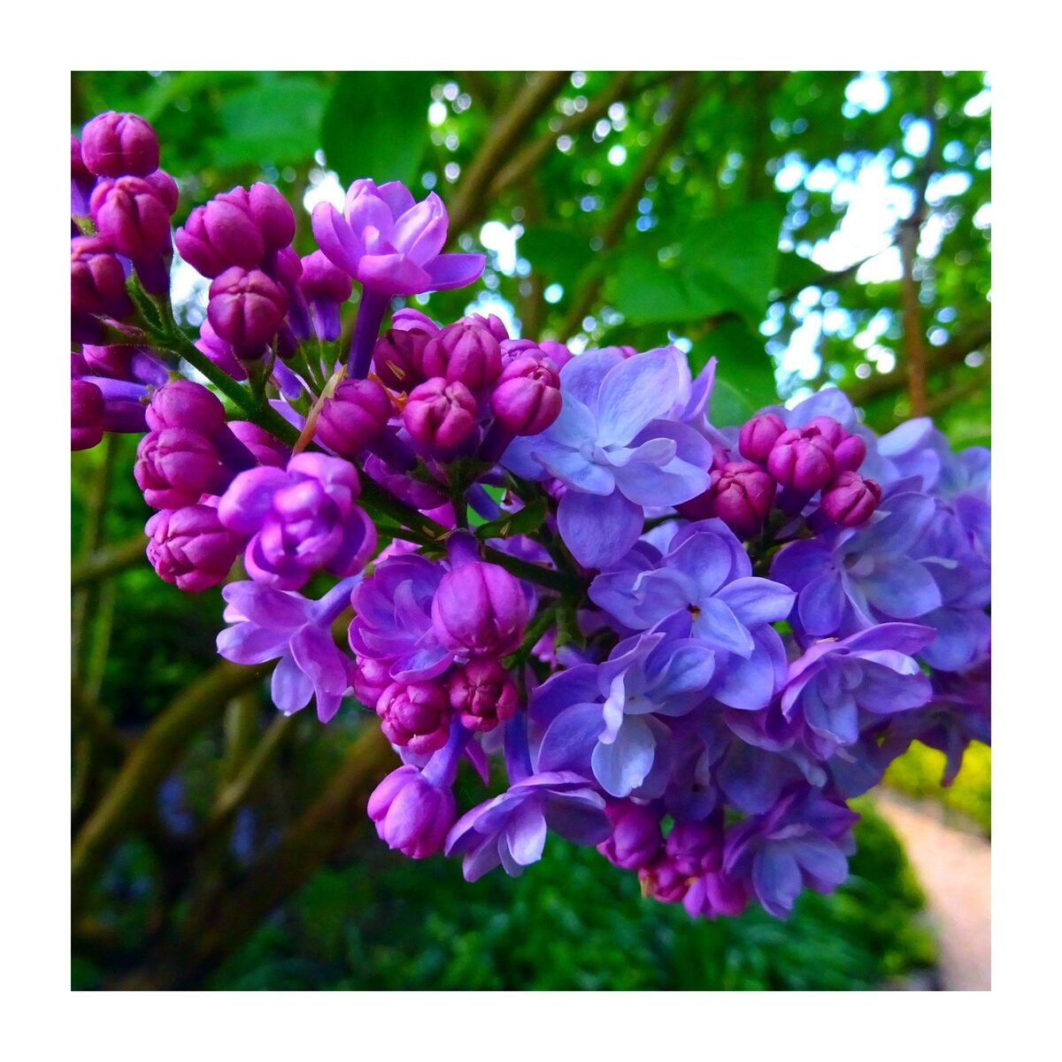 Album cover of In Love With the Nature
