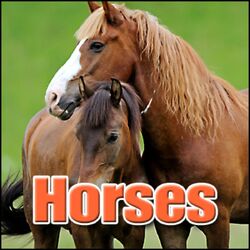 Cover of Horses: Sound Effects