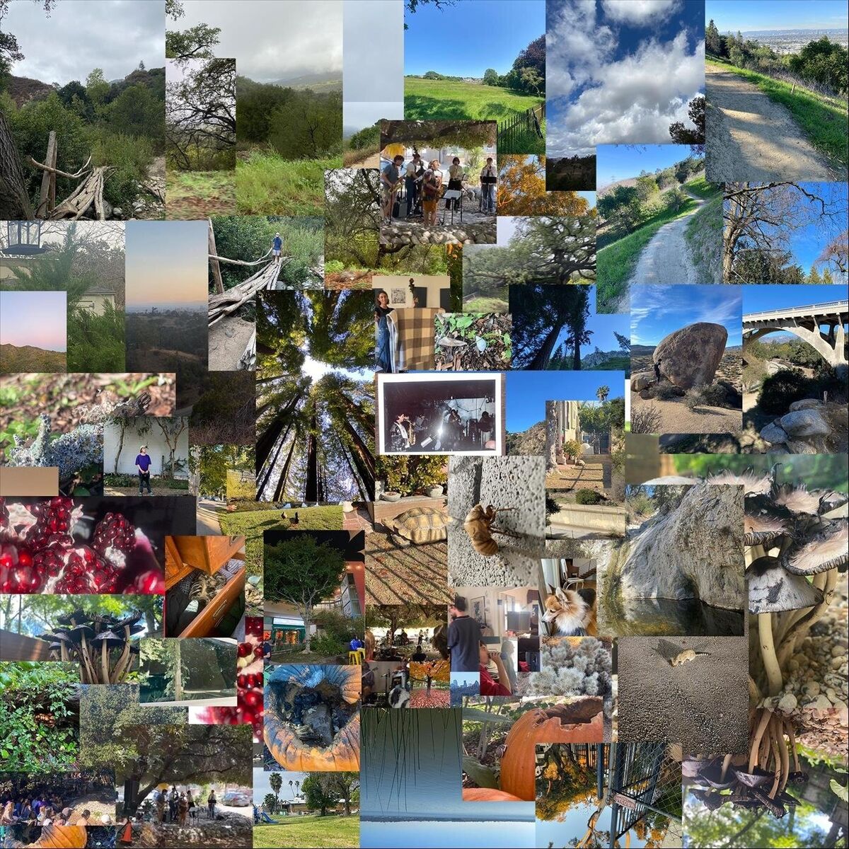 Album cover of Songs for Nature