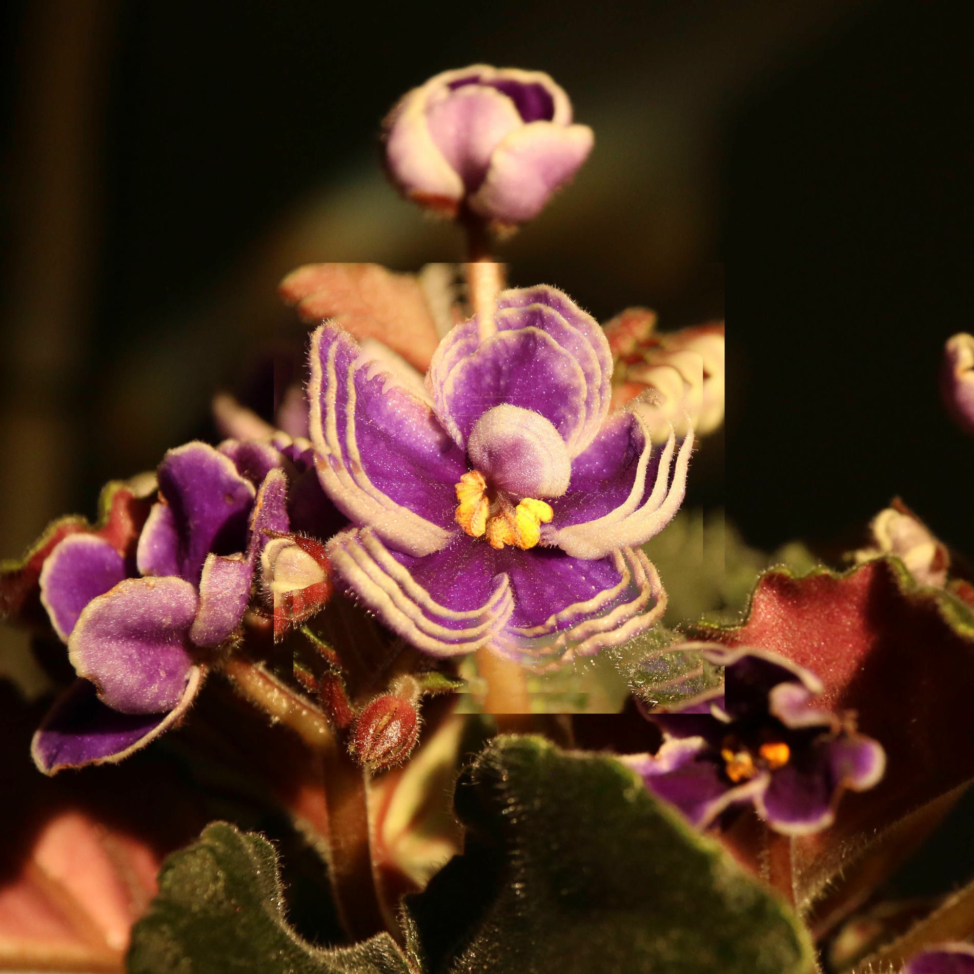 Album cover of Violet