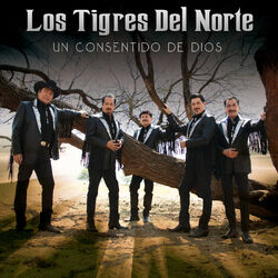 Cover of Un Consentido De Dios