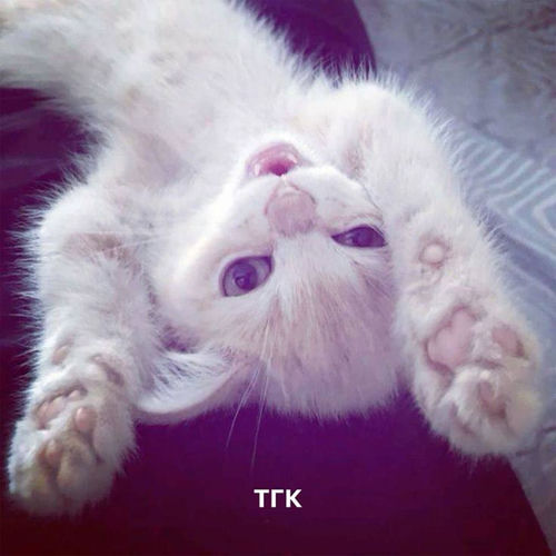 тгк