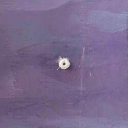 Cover of SYNESTHESIA