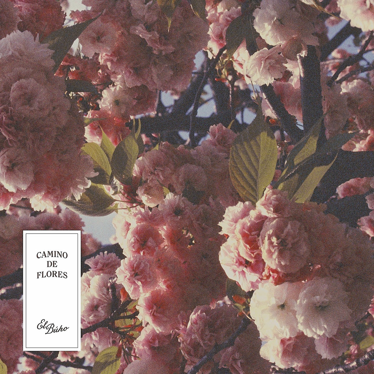 Album cover of Camino de Flores