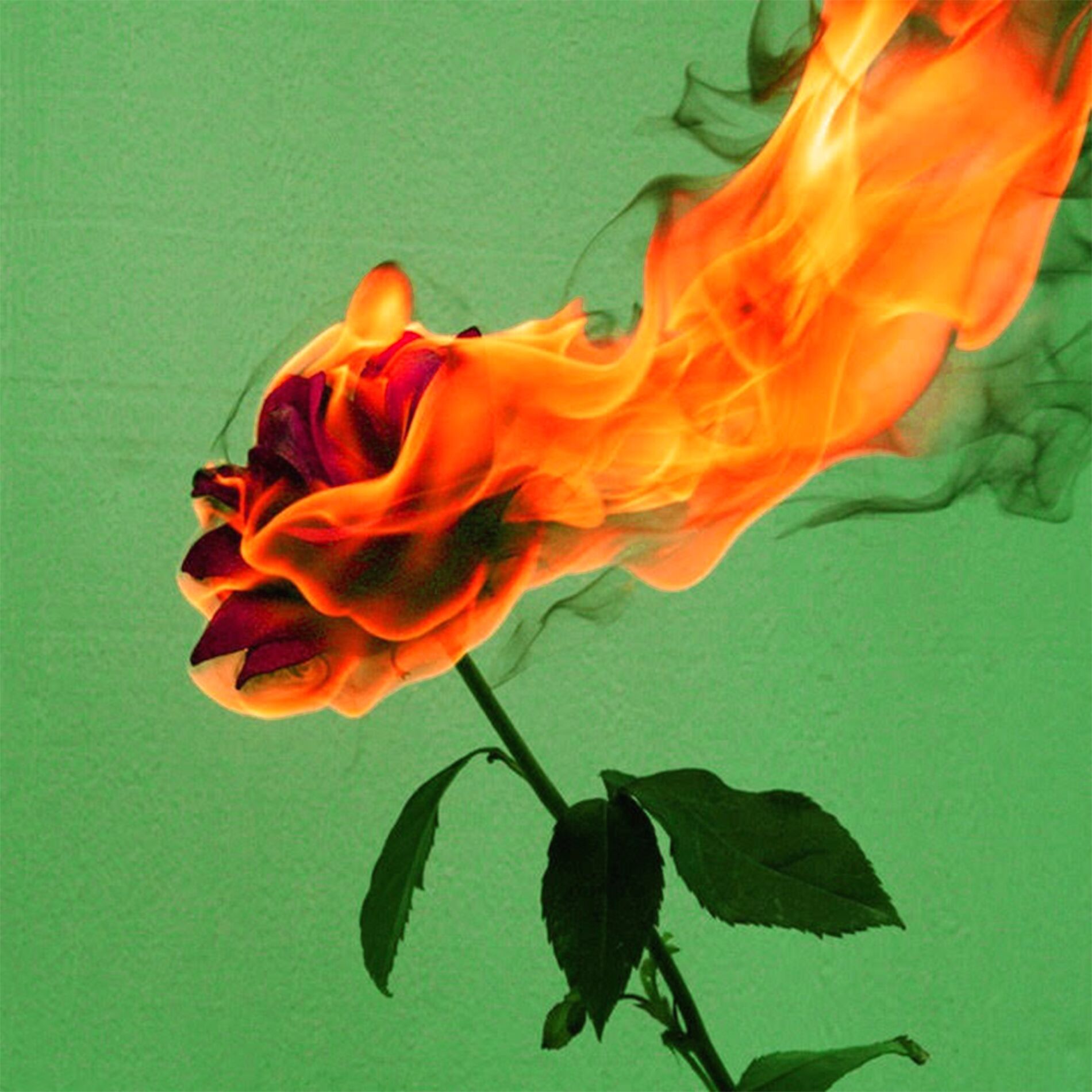 Green Assassin Dollar: albums, songs, playlists | Deezer