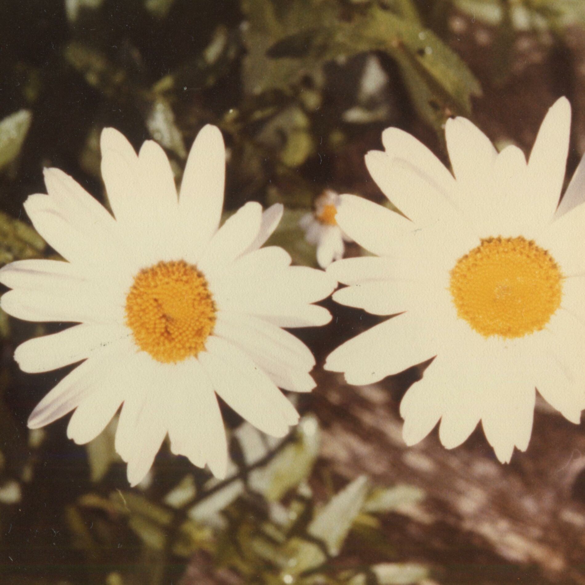 Album cover of Jesse (Acoustic Version)