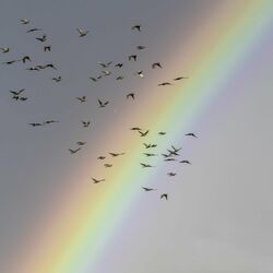 Cover of FLY (Radio Edit)