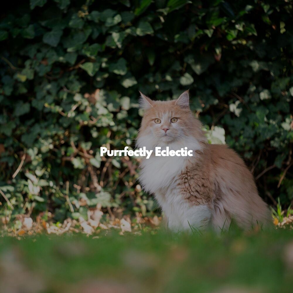 Picture of Purrfectly Eclectic