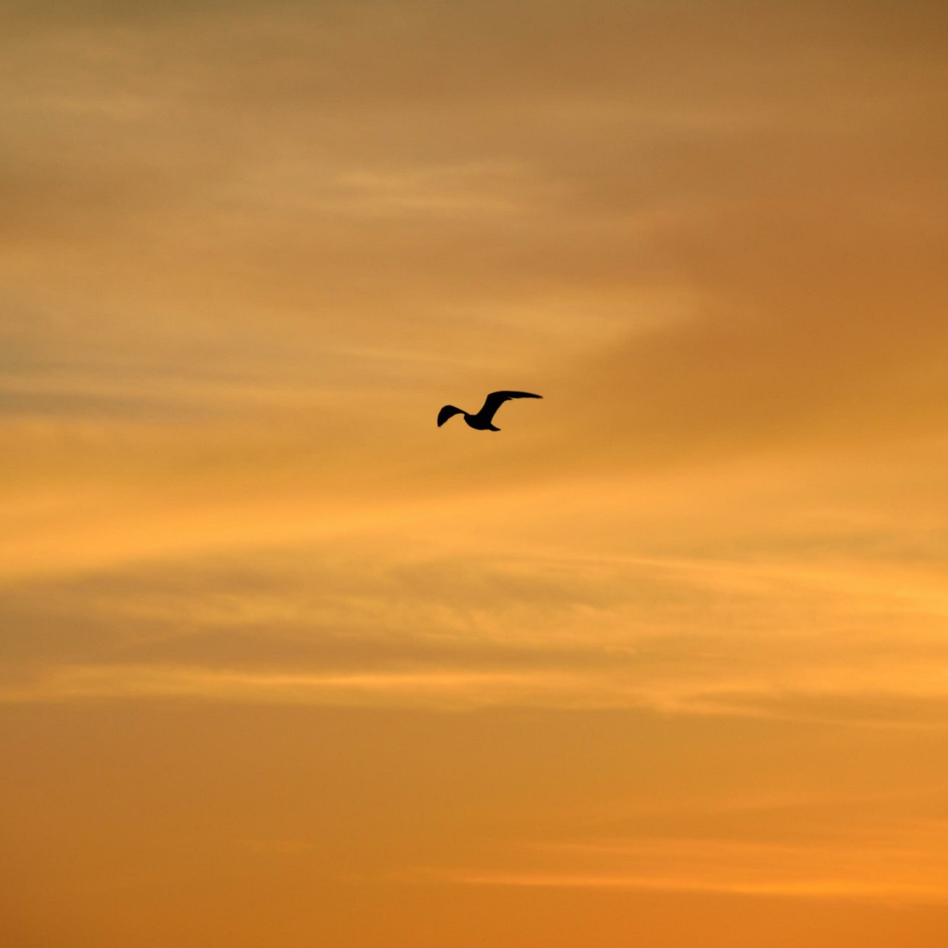 Album cover of Fly Me Away