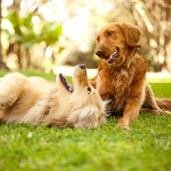 Cover of Lofi Dog Haven: Tranquil Tones for Playful Moments