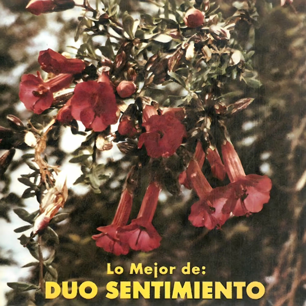 Album cover of Lo Mejor de Dúo Sentimiento