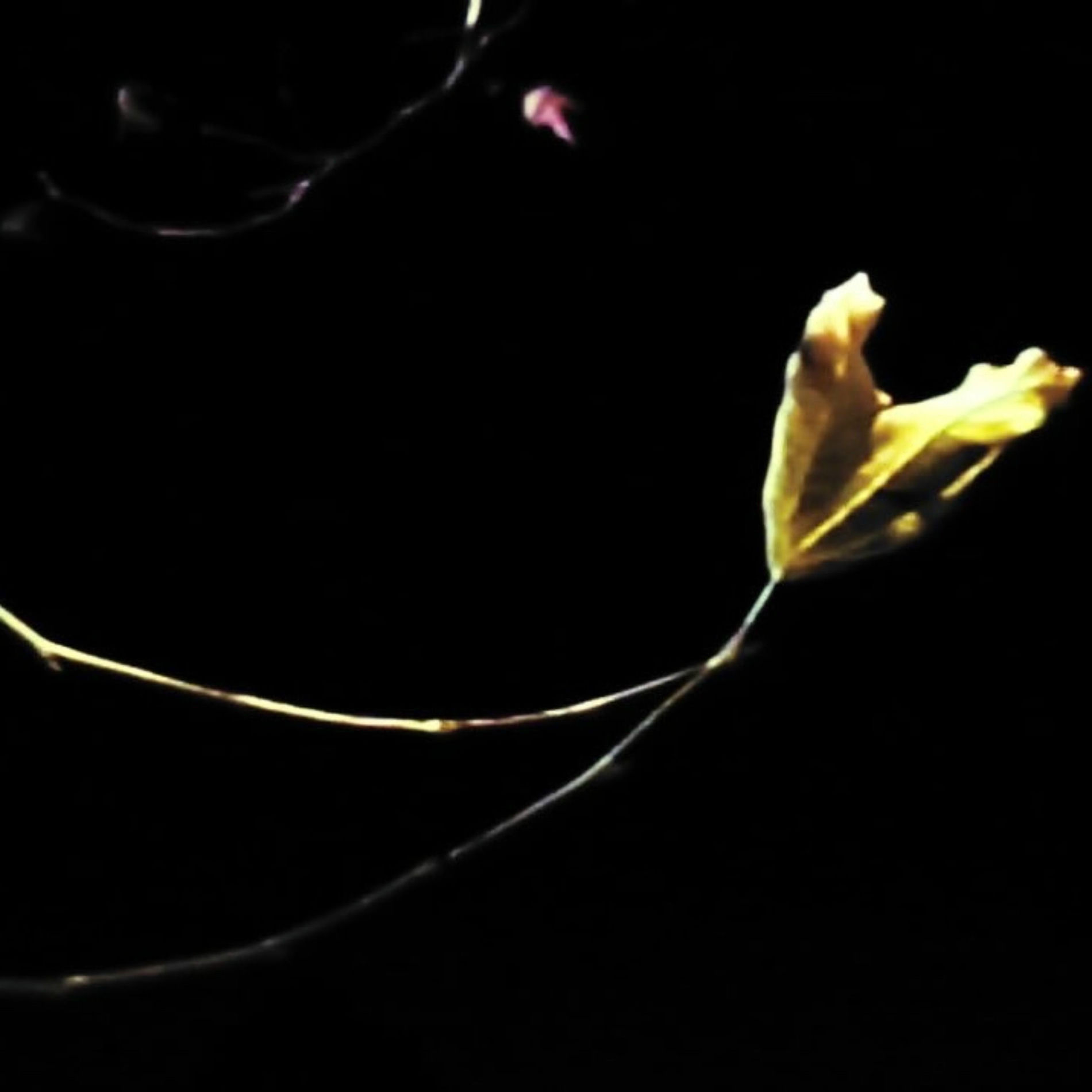 Album cover of lilies