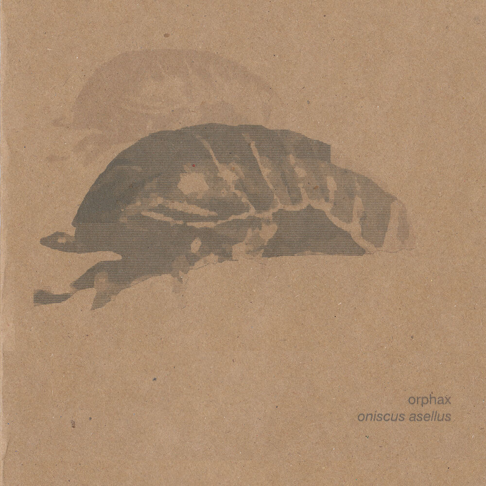 Picture of Oniscus Asellus