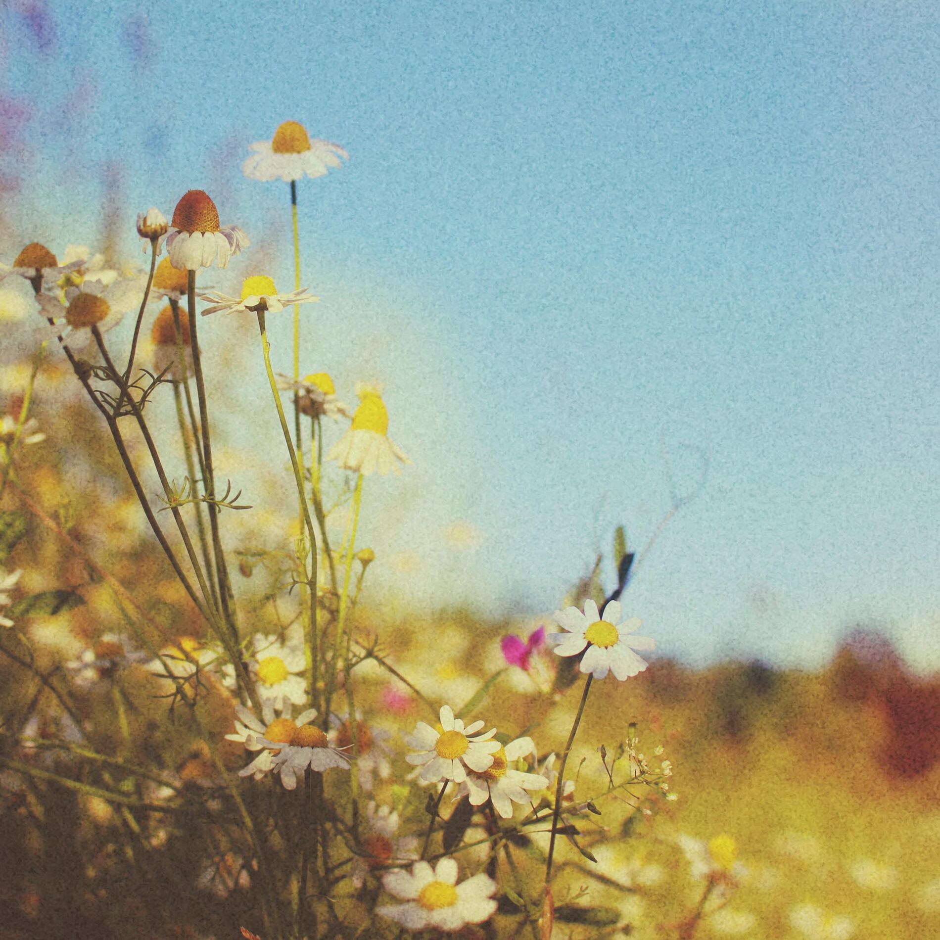 Album cover of The Last Summer Like This