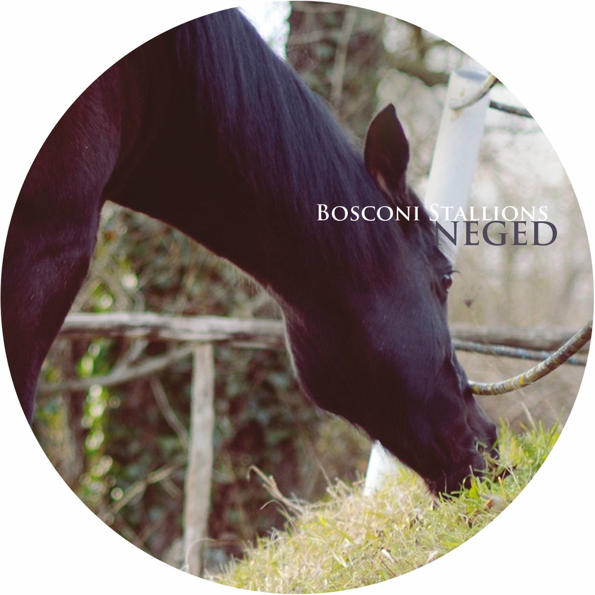 Album cover of Bosconi Stallions - Neged