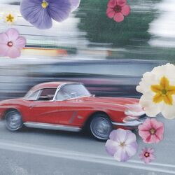 Cover of motor car