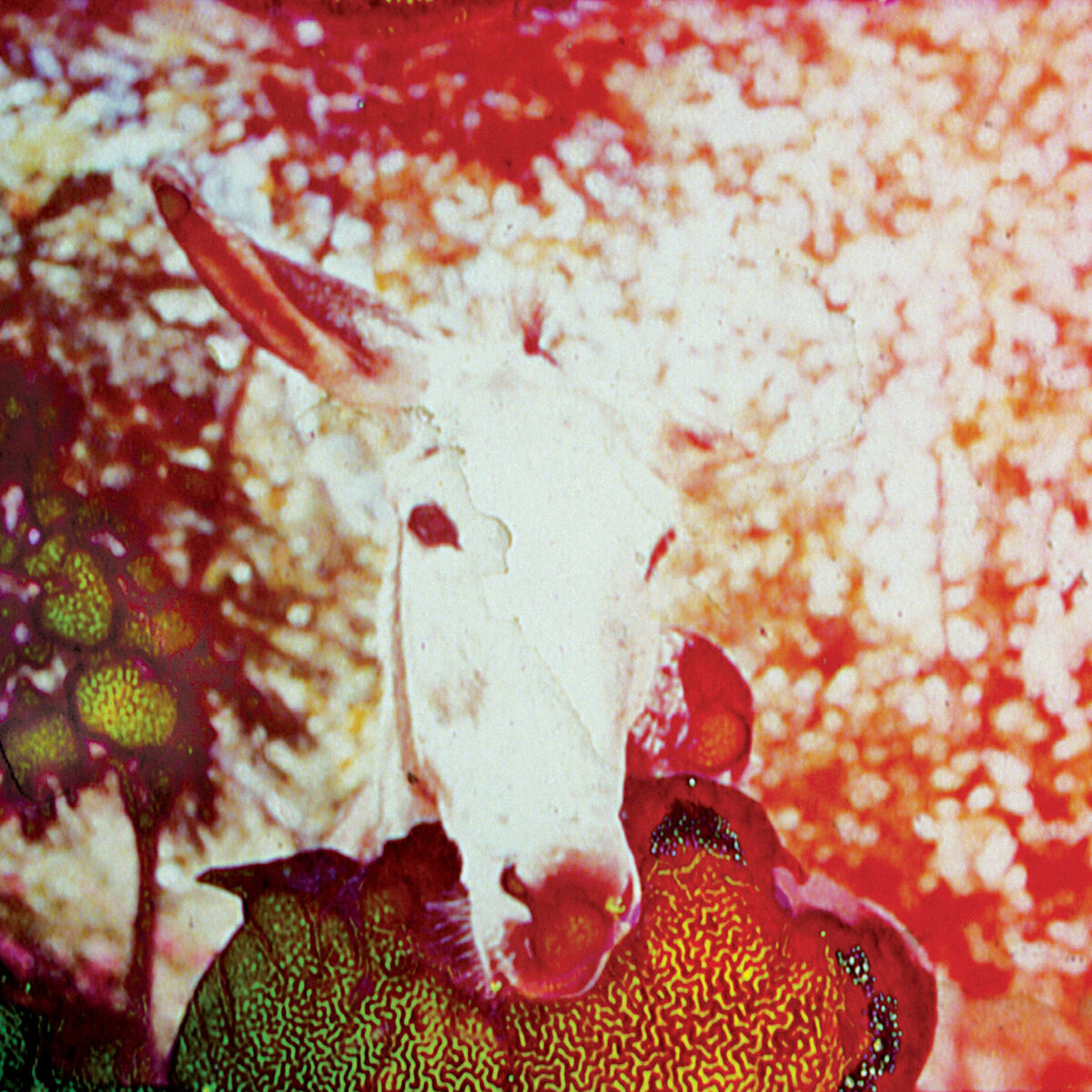 Album cover of If He Dies, If If If If If If