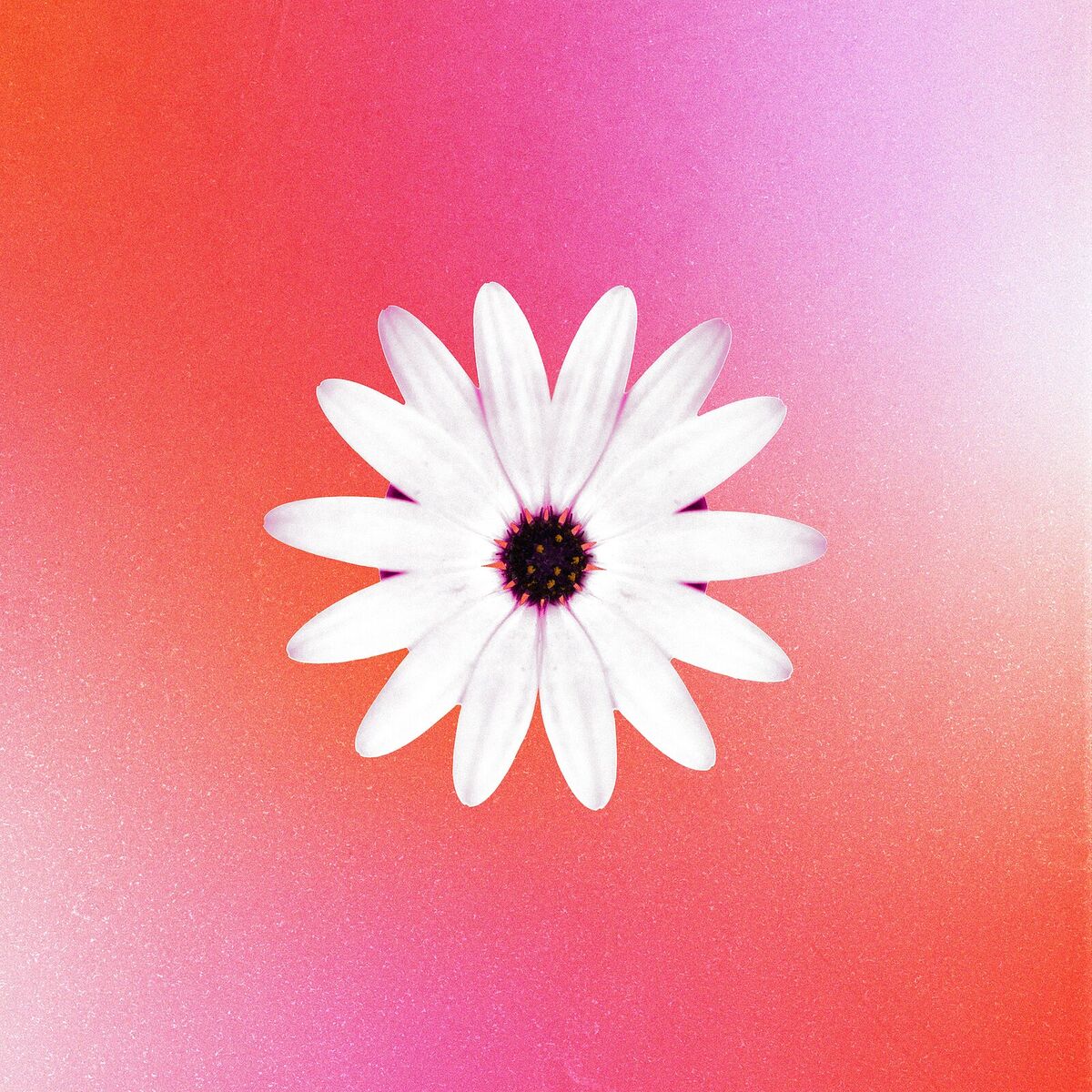 Album cover of Couleur pamplemousse