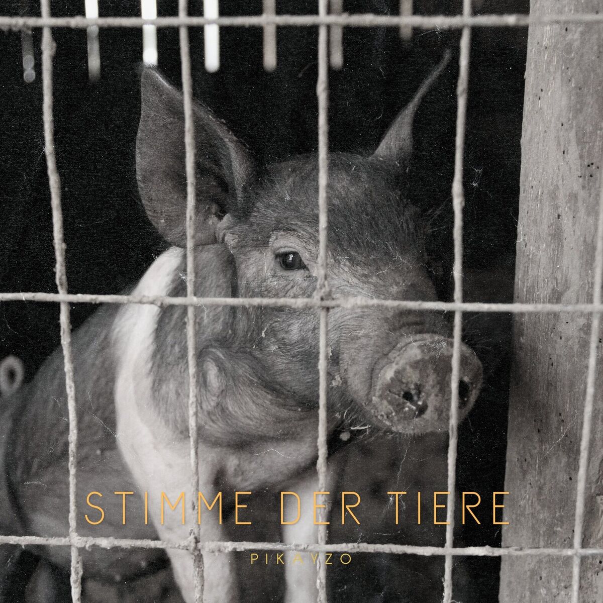 Album cover of Stimme der Tiere