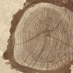 Cover of Roots