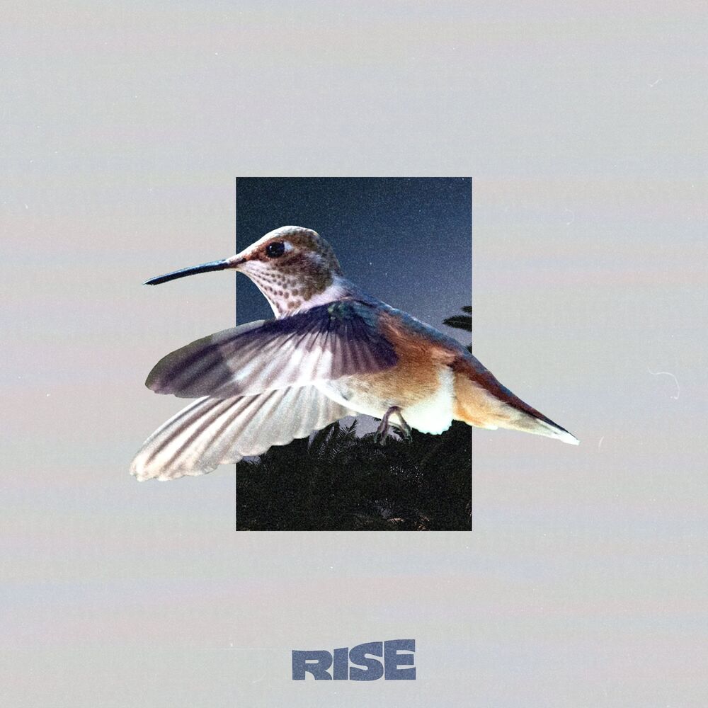 Picture of Rise
