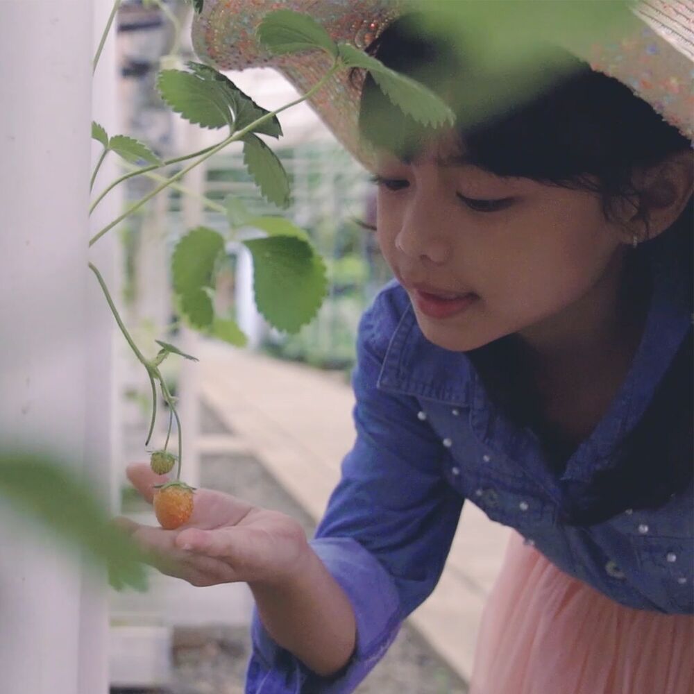 Picture of Berkebun