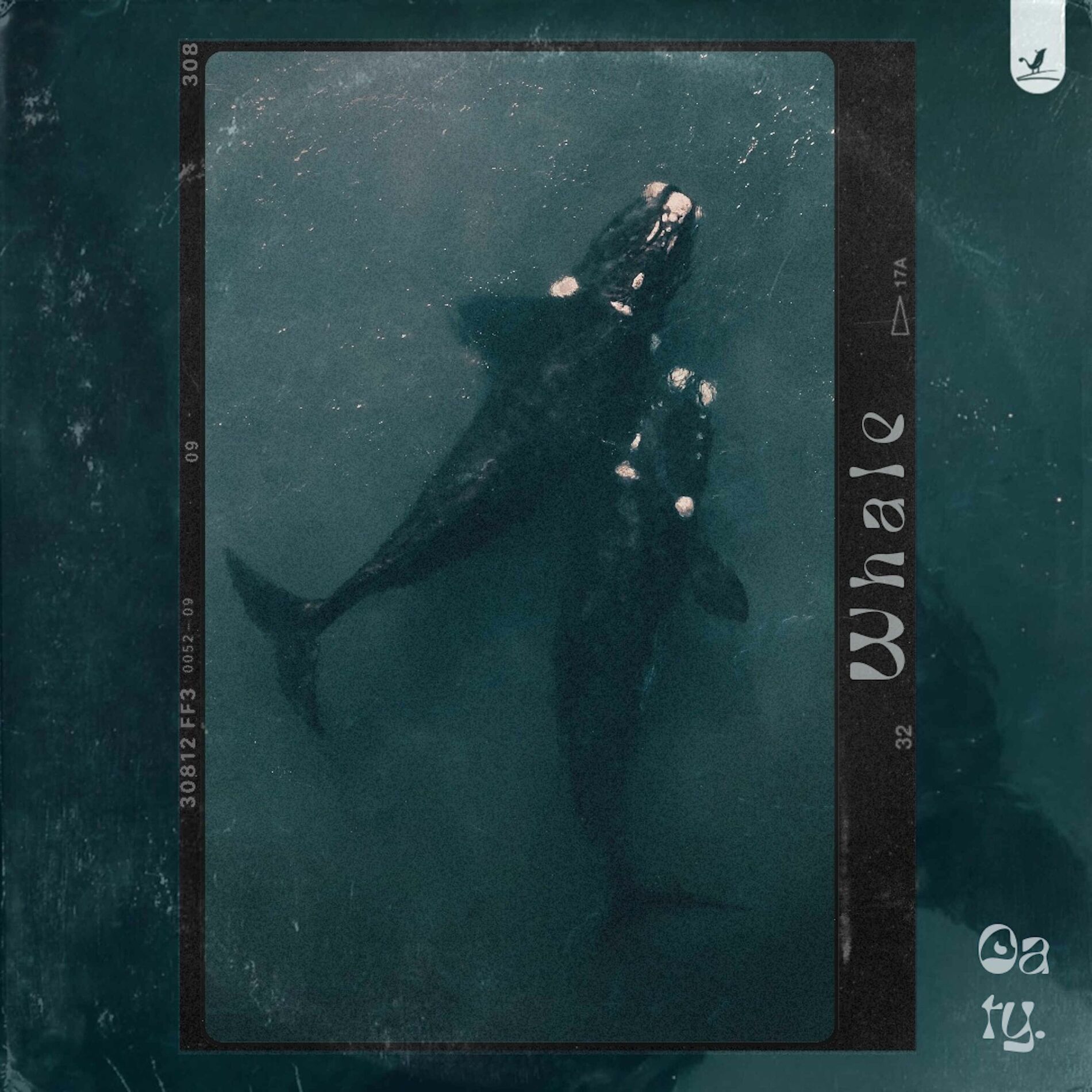 Album cover of Whale