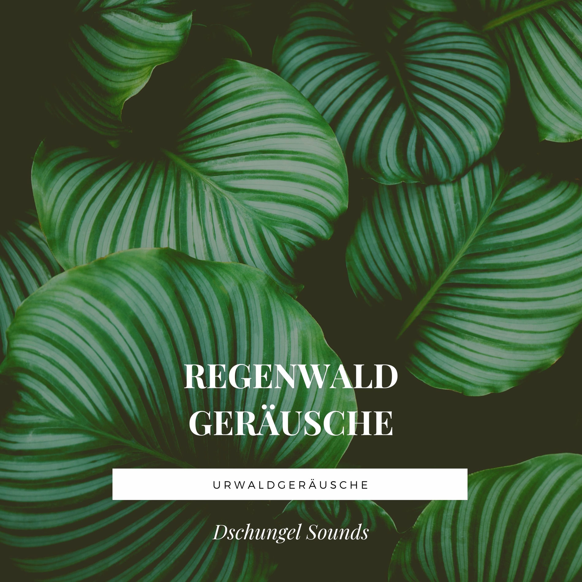 Album cover of Regenwald Geräusche – Urwaldgeräusche mp3, Dschungel Sounds