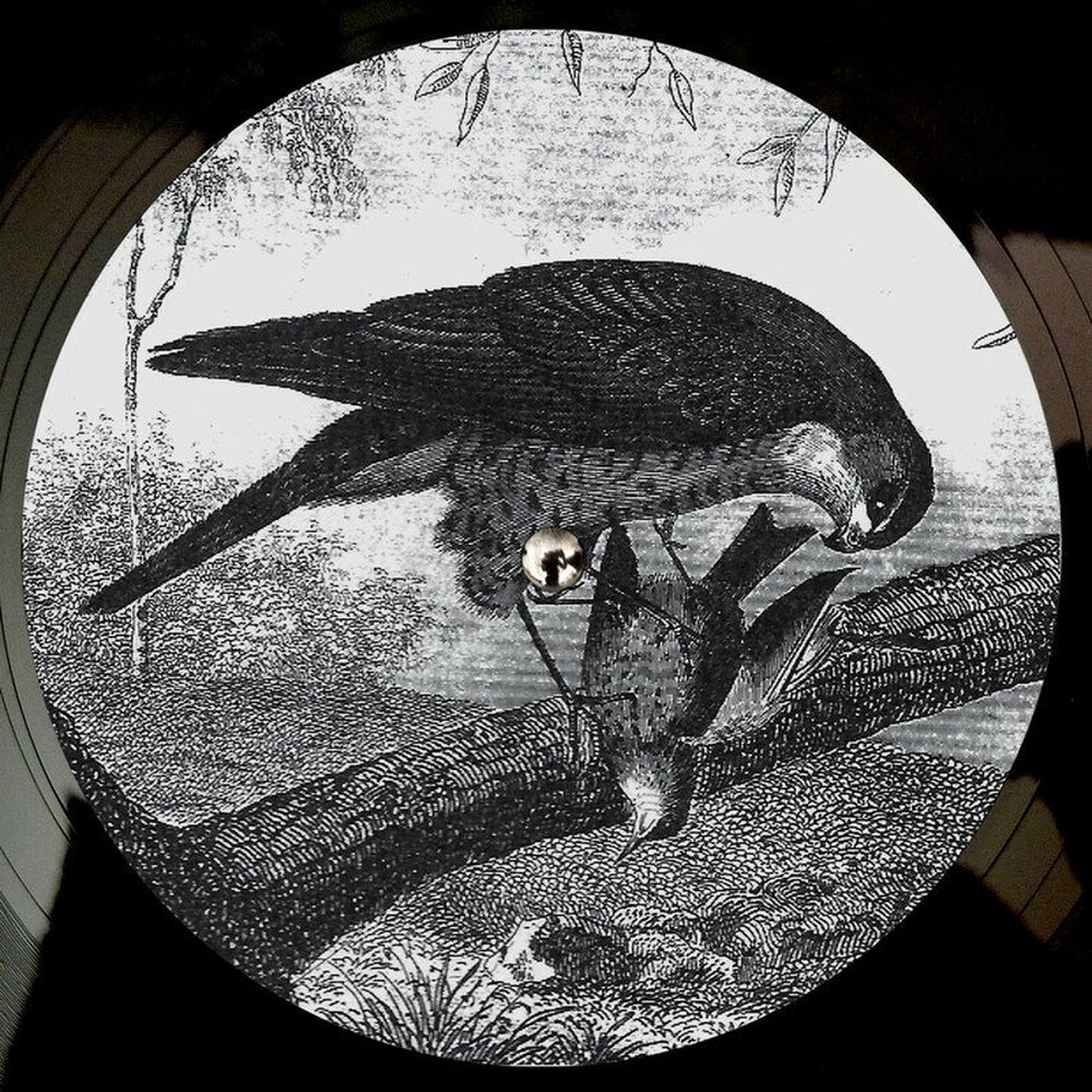 Bird of Prey cover
