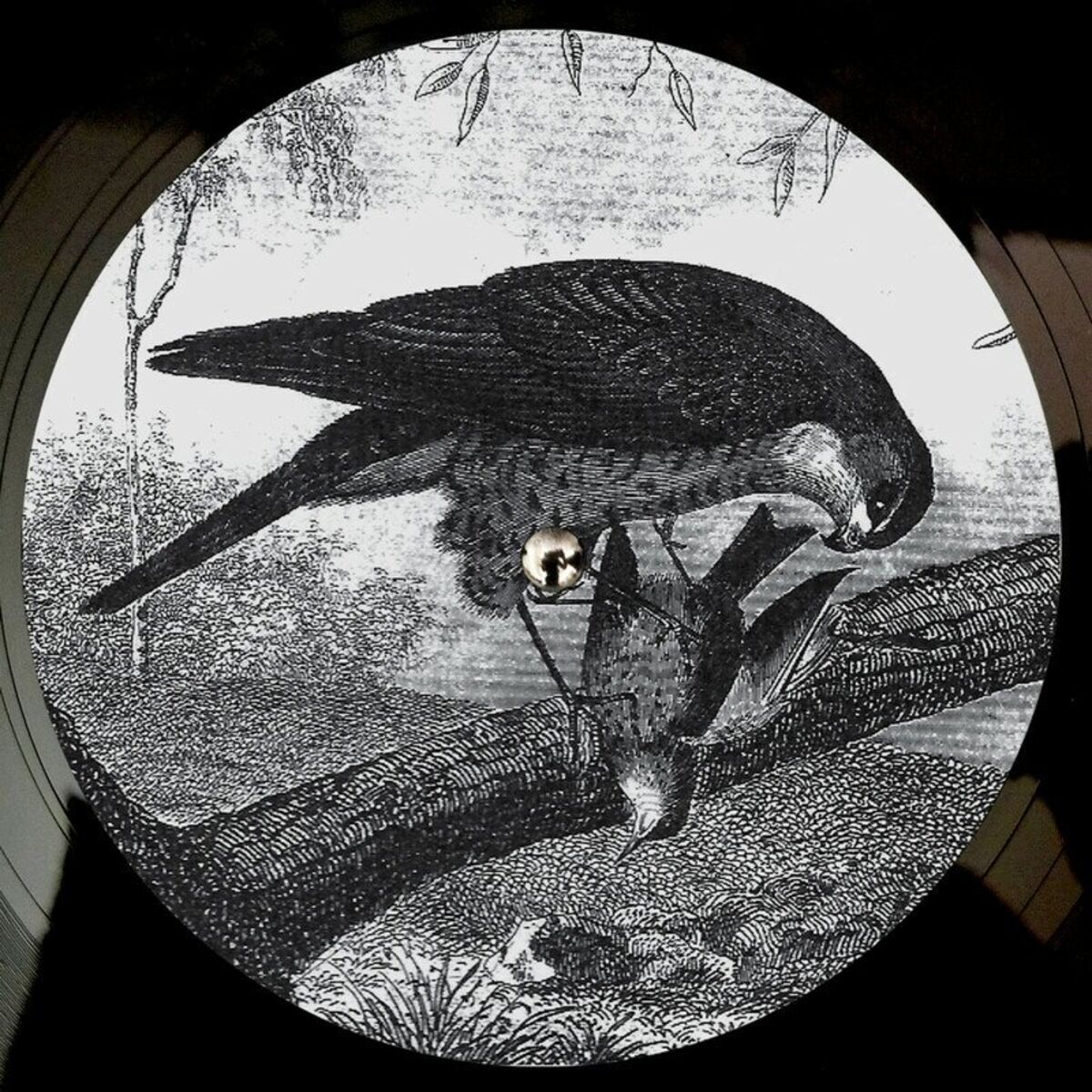 Album cover of Bird Of Prey